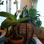 Appartement Bohemian Style And Luminous Balcony Nice